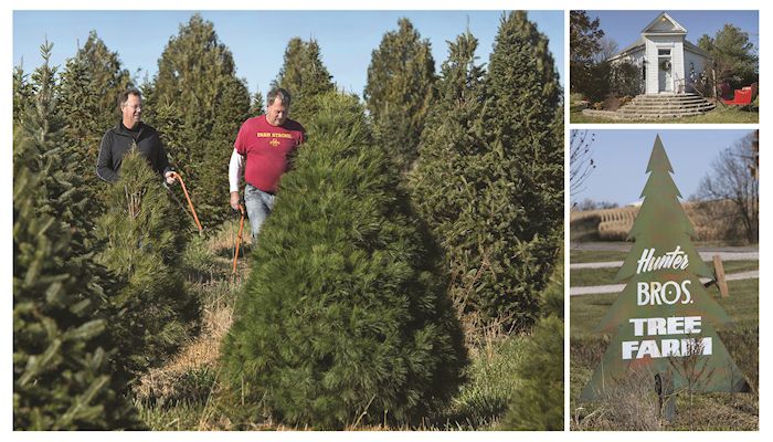 It’s Christmas tree time at the Hunter farm