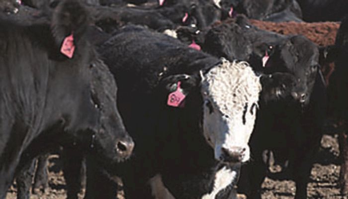 Pork, beef exports continue strong pace
