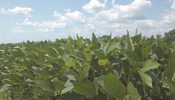 Record number of soybean plants under construction 