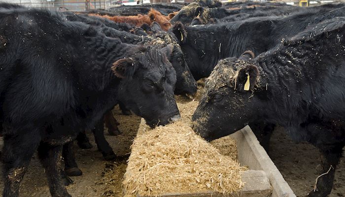 Cattle inventories grow in U.S., Iowa