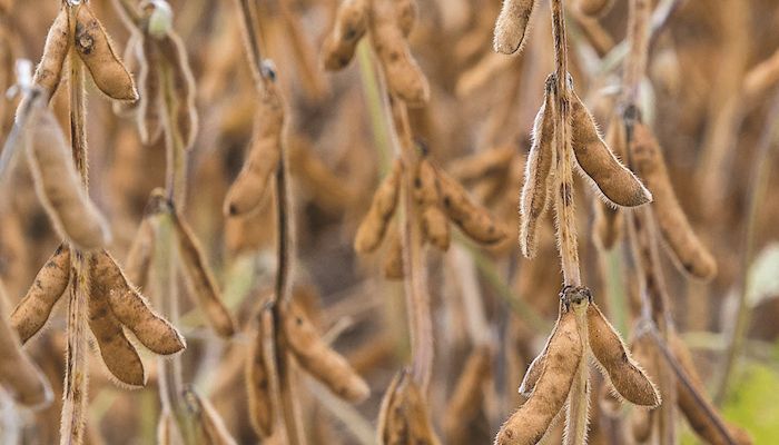 Soybean strategy - Jan. 10, 2018