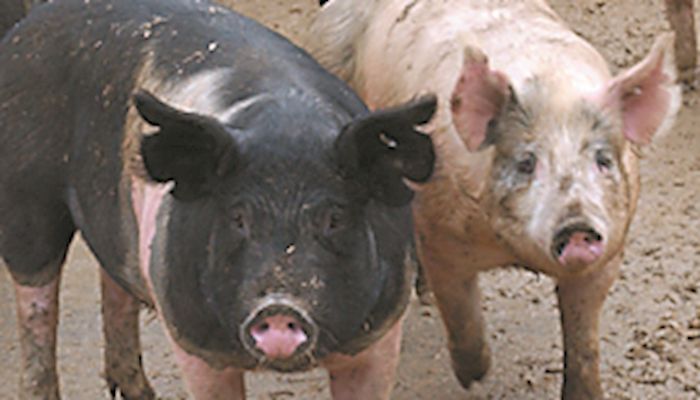 Pork prices, expected higher in 2018