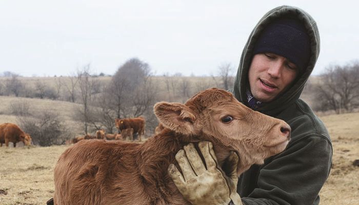 Farmers work to care for animals in frigid Iowa winter