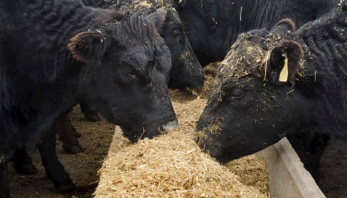 Take advantage of lower feed prices, economist says