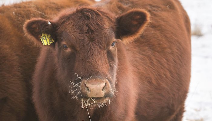 Grain prices spur livestock diversification