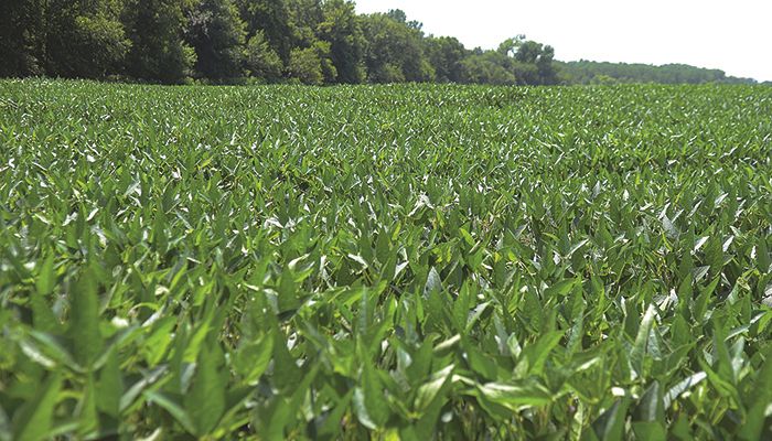 Iowa Corn & Soybean Basis - Jan. 24, 2018