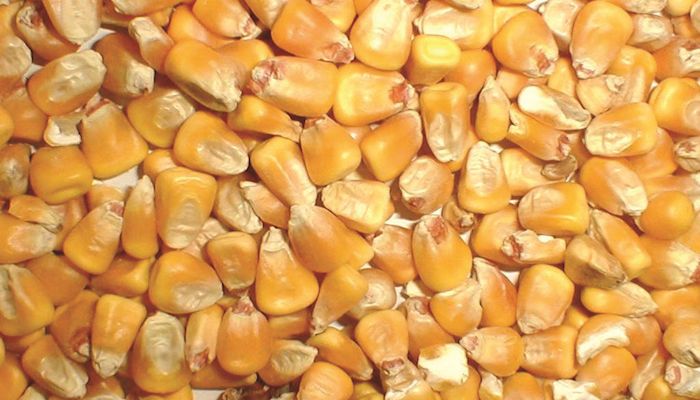 Corn Strategy - Jan. 31, 2018