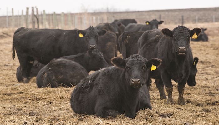 Iowa Hay Auctions  - Jan. 31, 2018