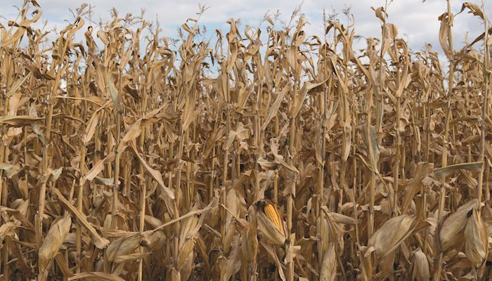 A blind spot on crop insurance