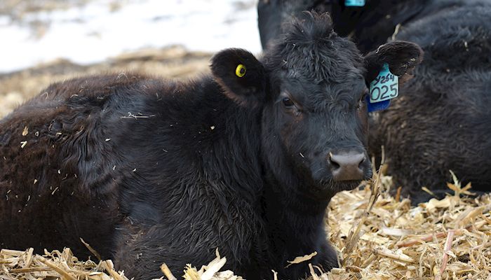 Cattle expansion slowing