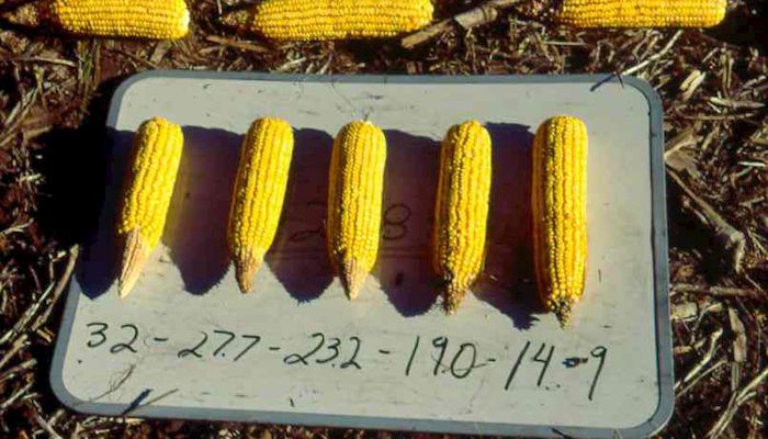 Pushing up seeding rates mAy increase yields