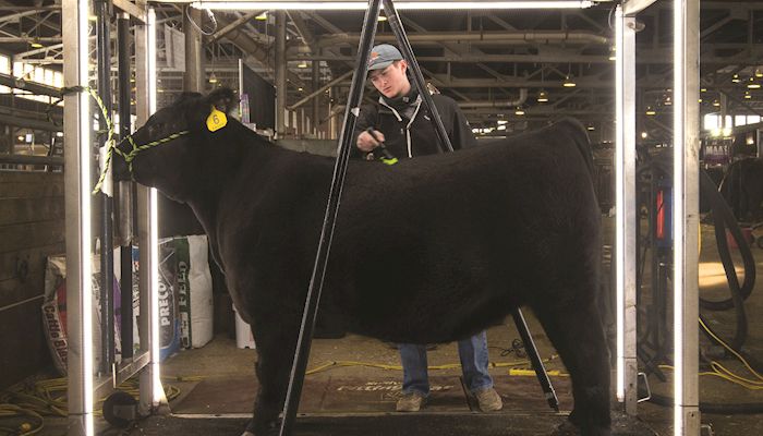 Cattle are stars of the show at Iowa Beef Expo