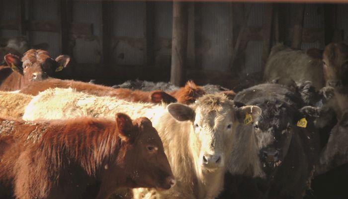 Iowa cattle inventory grows