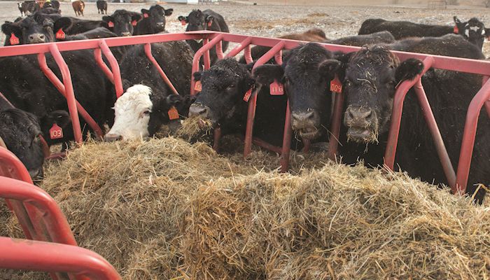 Iowa Hay Auctions - March 7, 2018