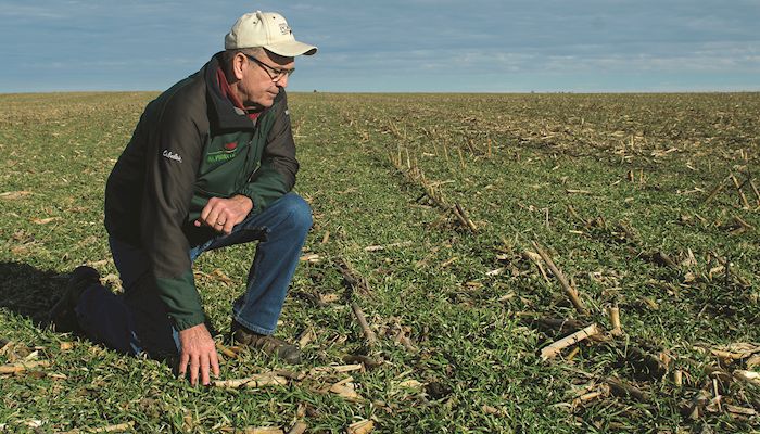 Cover crops growing on more Iowa acres