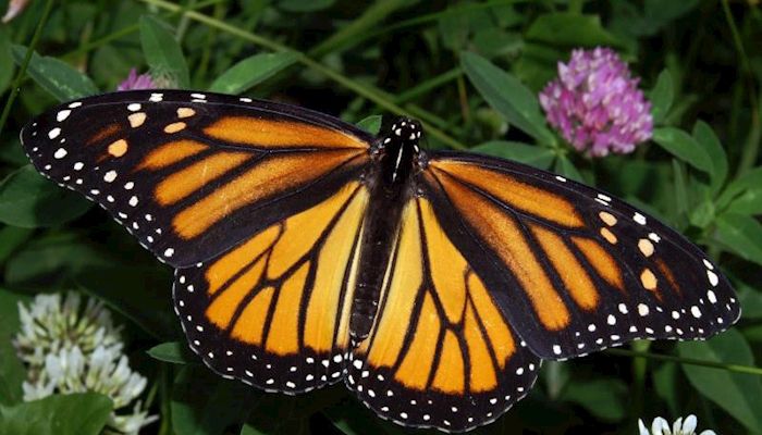 Farmers launch national monarch campaign 