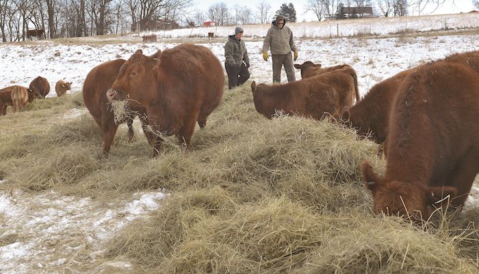 Iowa Hay Auctions - March 14, 2018