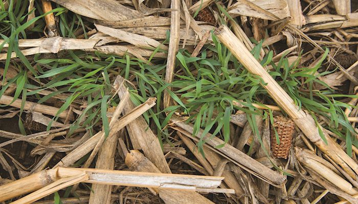 Manure works well in cover crops system
