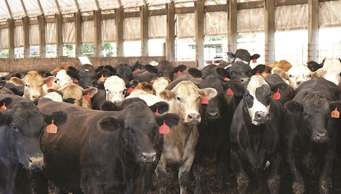 Farmers should consider locking in feed prices