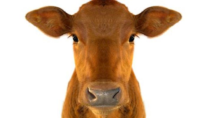 Zoetis develops first holstein reference genome