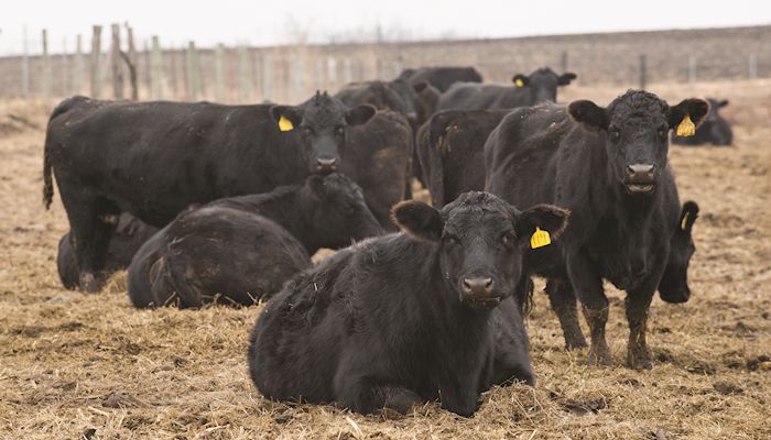 Strong supplies weigh on cattle, hog markets