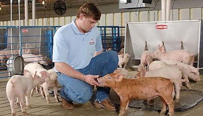 Pig farmers work to share their farm stories