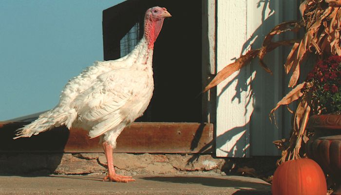 Watching bird flu threat