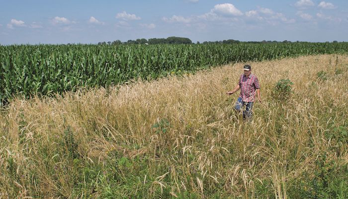 Iowa sets goal for monarch habitat