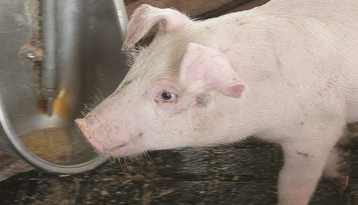Iowa Pork invests in water quality progress
