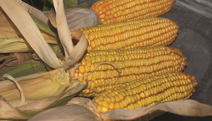 Corn Strategy - April 11, 2018