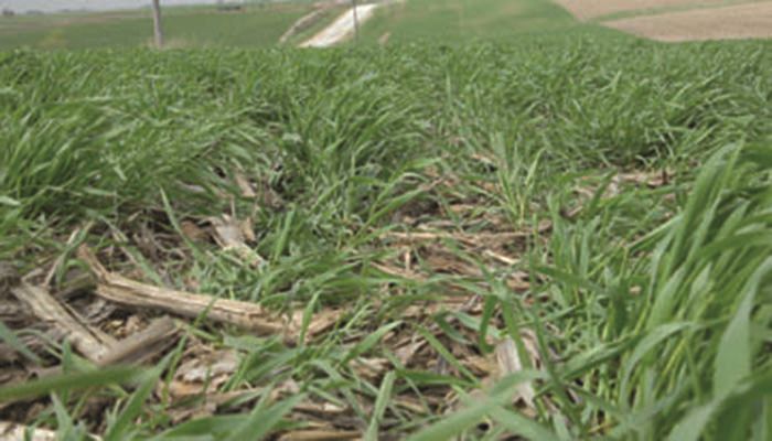 Cover crop termination challenges with a cool spring
