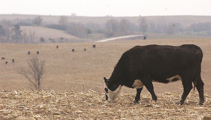 Cattle numbers keep climbing