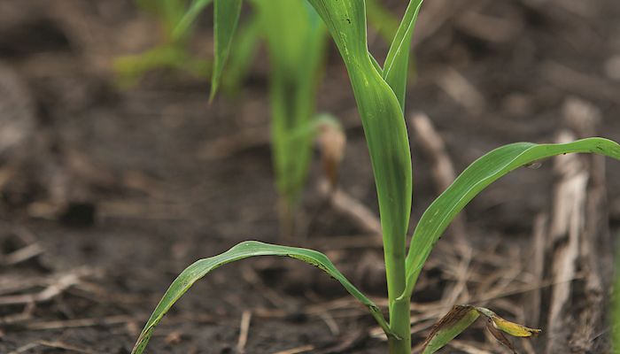 Corn Strategy - May 2, 2018