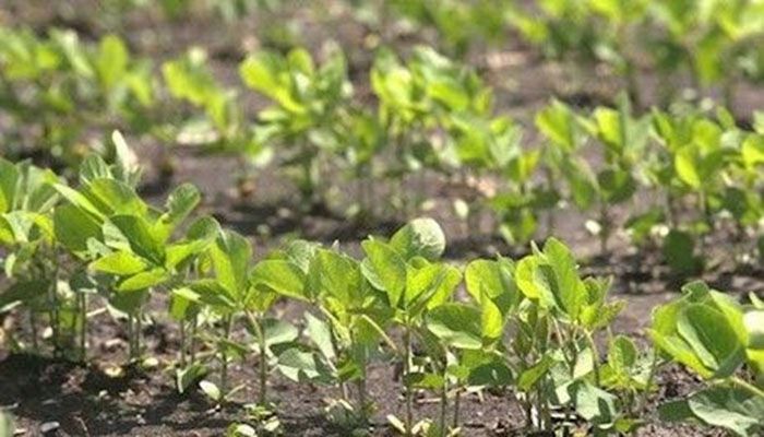 Iowa Corn & Soybean Basis - May 14, 2018