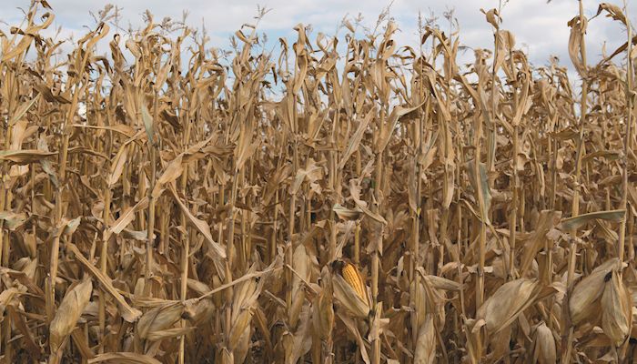 South American corn supply declining