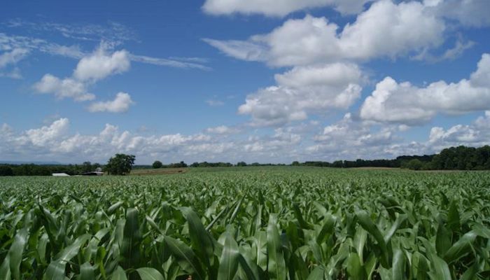Iowa Corn & Soybean Basis - May 30, 2018