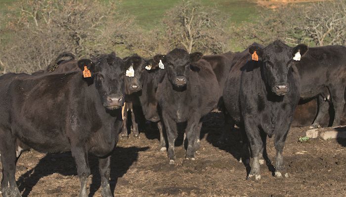 Near record cattle inventory