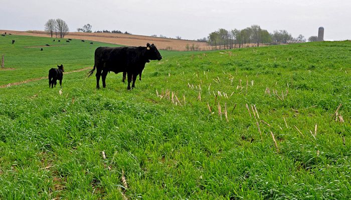 Interseeding provides grazing option