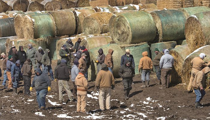 Iowa Hay Auctions - June 6, 2018