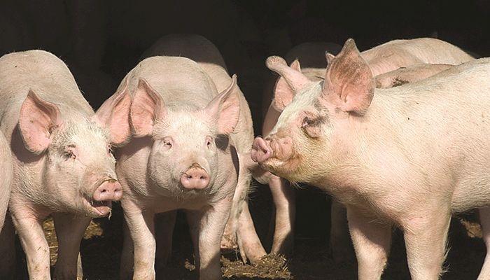 Trade dispute hurts hog prices