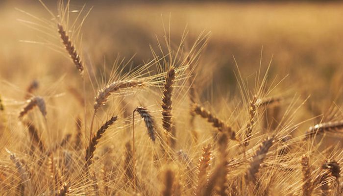 Russian focus in wheat trade