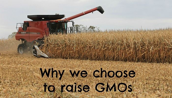 Why we choose to raise GMOs