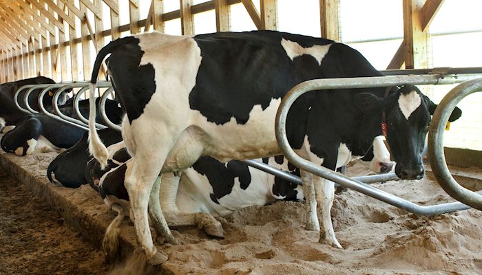 Celebrate June dairy month at dairy center