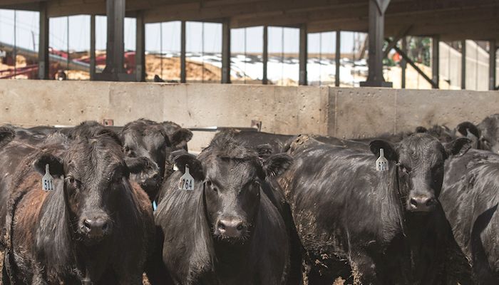 Farmers sweat to care for cattle in the heat