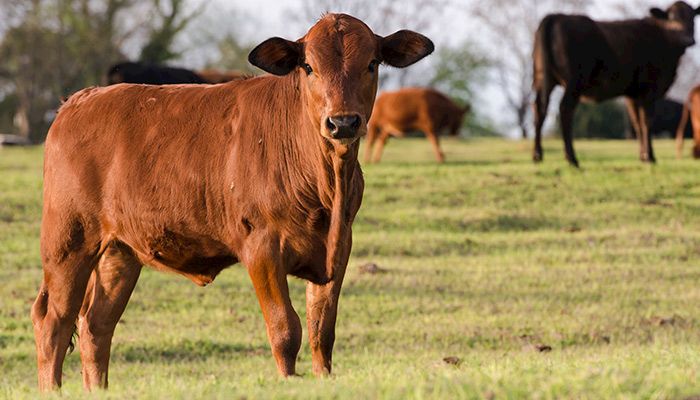 Cattle inventory sets new high
