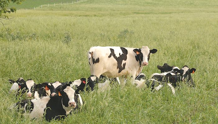 CME Class III Milk Futures - July 11, 2018