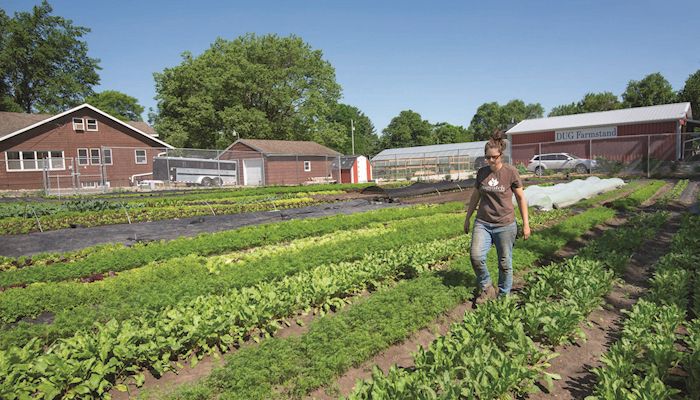 Farming in the city