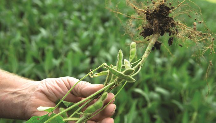 Iowa Corn & Soybean Basis - July 18, 2018