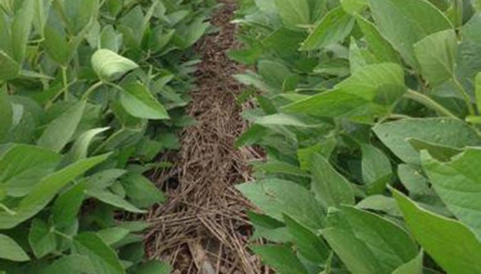 Late summer forage and cover crop establishment