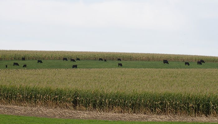 Iowa Corn & Soybean Basis - July 25, 2018